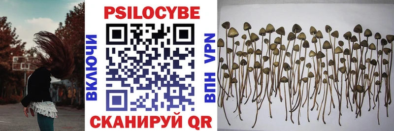 как найти наркотики Очёр Псилоцибиновые грибы Cubensis